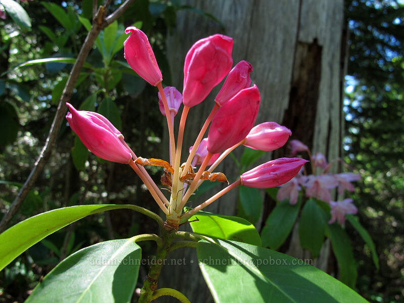 Pacific rhododendron (Rhododendron macrophyllum) [Top Spur Trail, Mt. Hood National Forest, Clackamas County, Oregon]