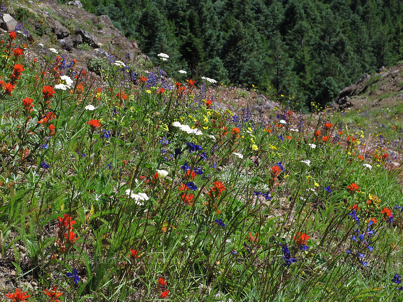 wildflowers (Castilleja hispida, Delphinium menziesii, Achillea millefolium, Drymocallis sp. (Potentilla glandulosa)) [Bald Mountain, Mt. Hood Wilderness, Clackamas County, Oregon]