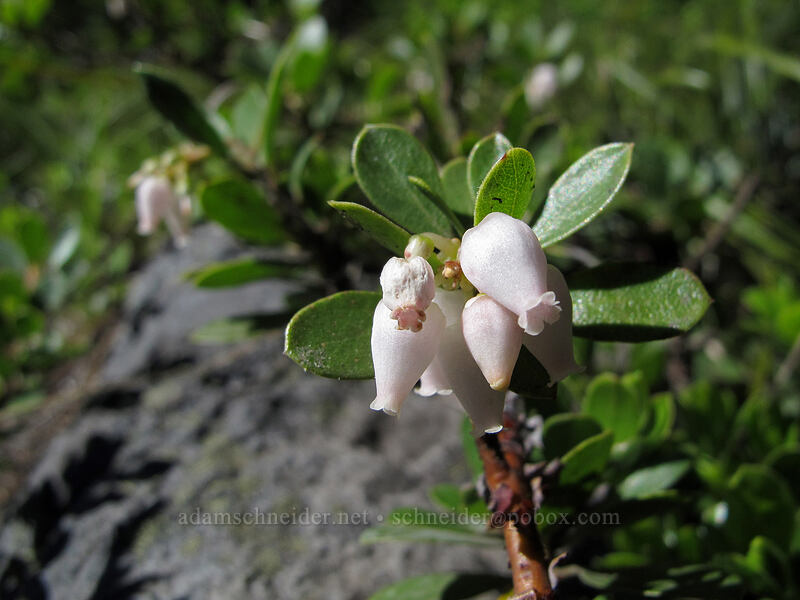 manzanita (Arctostaphylos sp.) [Bald Mountain Ridge, Mt. Hood Wilderness, Clackamas County, Oregon]