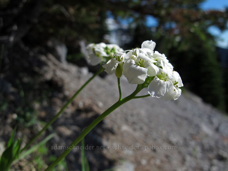 Cascde rock-cress (Arabis furcata) [McNeil Point Scramble Trail, Mt. Hood Wilderness, Clackamas County, Oregon]