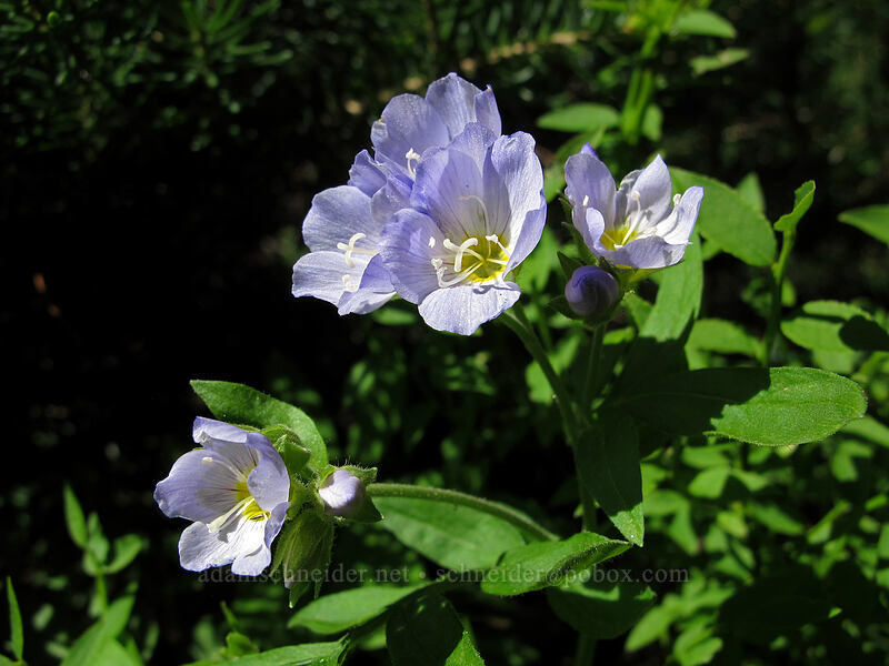 California Jacob's ladder (Polemonium californicum) [McNeil Point Scramble Trail, Mt. Hood Wilderness, Clackamas County, Oregon]