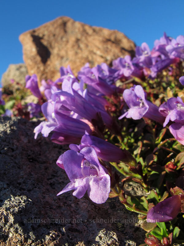 penstemon (Penstemon davidsonii) [McNeil Point, Mt. Hood Wilderness, Hood River County, Oregon]