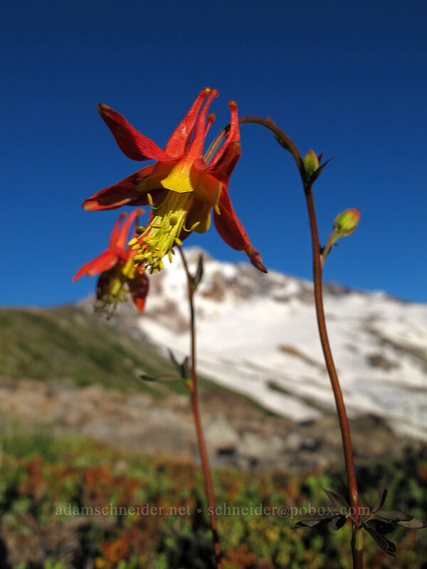 scarlet columbine (Aquilegia formosa) [McNeil Point, Mt. Hood Wilderness, Hood River County, Oregon]