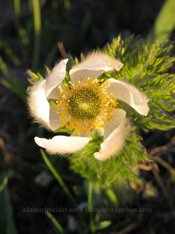 western pasqueflower (Anemone occidentalis (Pulsatilla occidentalis)) [McNeil Point, Mt. Hood Wilderness, Hood River County, Oregon]