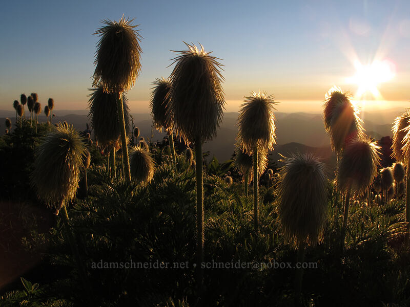 western pasqueflower seed heads (Anemone occidentalis (Pulsatilla occidentalis)) [McNeil Point, Mt. Hood Wilderness, Clackamas County, Oregon]