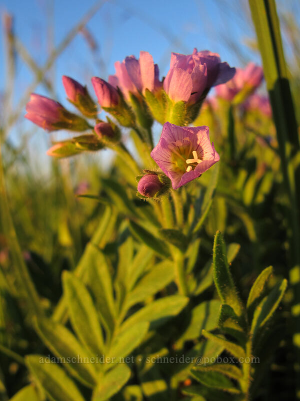 Jacob's ladder at sunset (Polemonium californicum) [McNeil Point, Mt. Hood Wilderness, Clackamas County, Oregon]