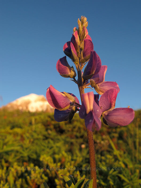 lupine at sunset (Lupinus latifolius) [McNeil Point, Mt. Hood Wilderness, Clackamas County, Oregon]