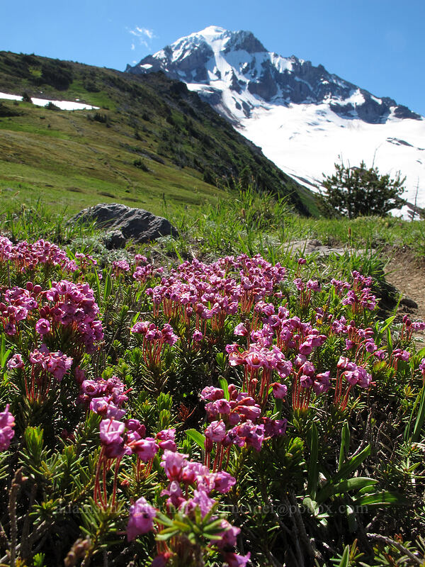 pink mountain heather (Phyllodoce empetriformis) [above McNeil Point, Mt. Hood Wilderness, Clackamas County, Oregon]