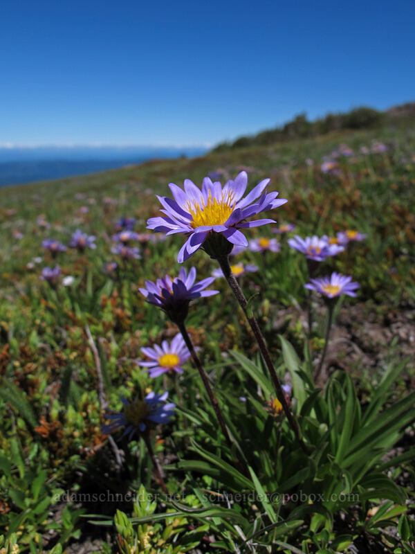tundra asters (Oreostemma alpigenum var. alpigenum (Aster alpigenus)) [above McNeil Point, Mt. Hood Wilderness, Clackamas County, Oregon]