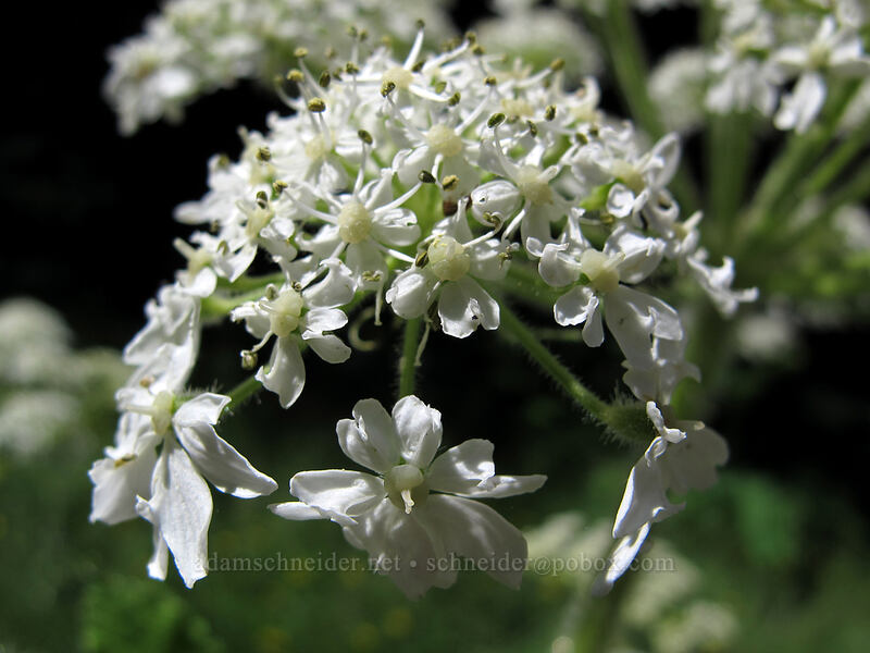 cow parsnip (?) (Heracleum maximum) [Saddle Mountain Trailhead, Clatsop County, Oregon]