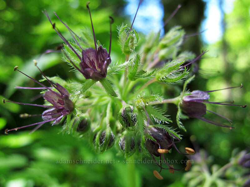 Pacific waterleaf (Hydrophyllum tenuipes) [Saddle Mountain, Clatsop County, Oregon]