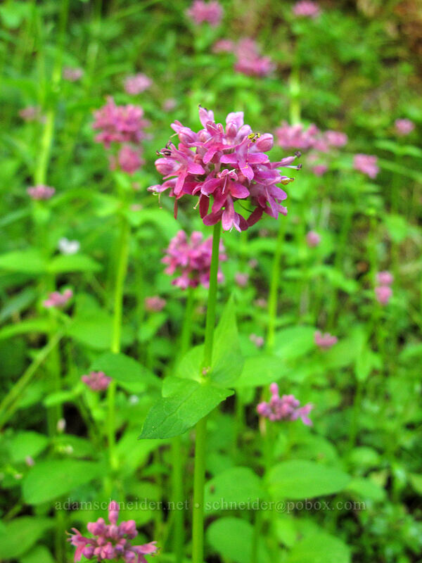 rosy plectritis (Plectritis congesta) [Saddle Mountain, Clatsop County, Oregon]