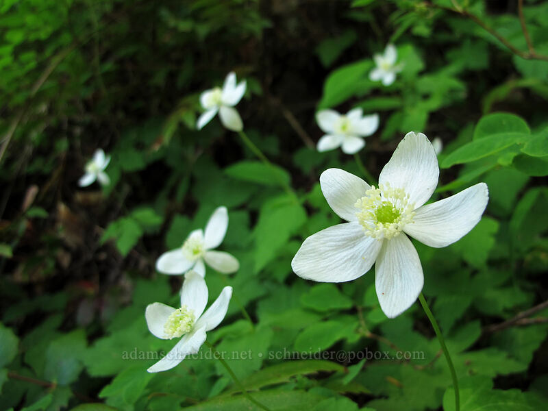 Columbia windflowers (Anemone deltoidea (Anemonastrum deltoideum)) [Saddle Mountain, Clatsop County, Oregon]