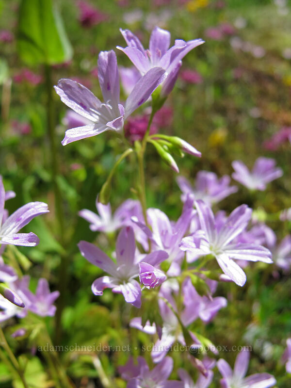 little-leaf montia (Montia parvifolia) [Saddle Mountain, Clatsop County, Oregon]