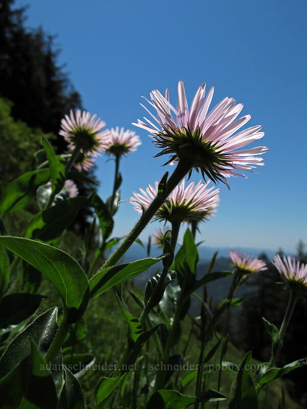 fleabane (Erigeron sp.) [Saddle Mountain, Clatsop County, Oregon]