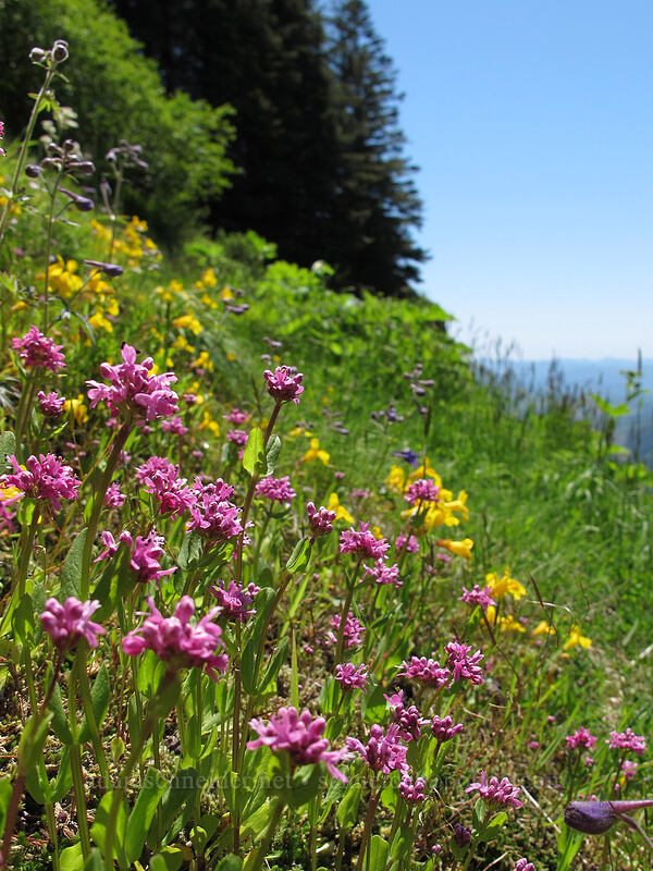 rosy plectritis & yellow monkeyflower (Erythranthe guttata (Mimulus guttatus), Plectritis congesta) [Saddle Mountain, Clatsop County, Oregon]