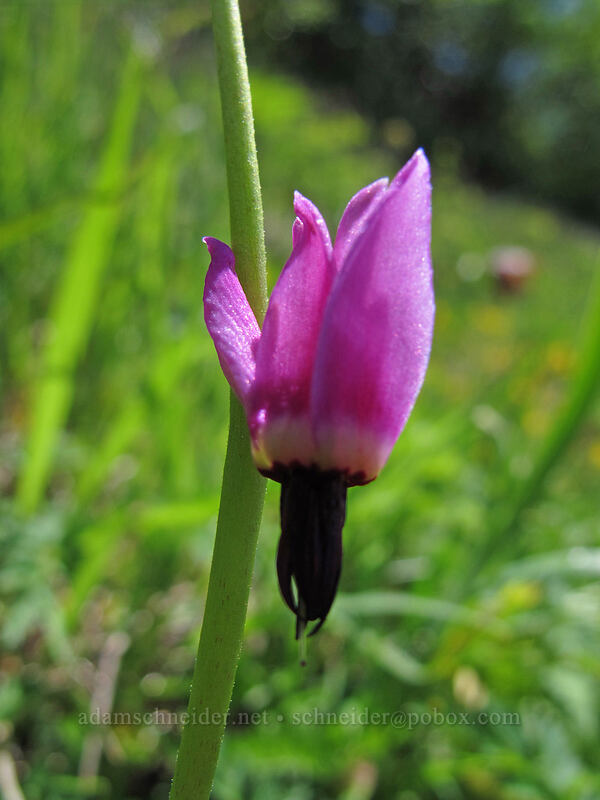 frigid shooting star (Dodecatheon austrofrigidum (Primula austrofrigida)) [Saddle Mountain, Clatsop County, Oregon]