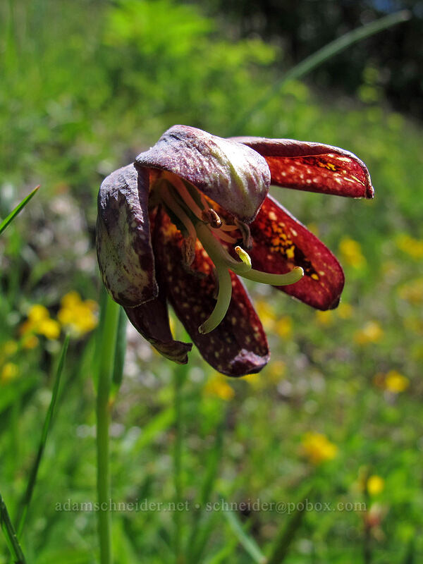 chocolate lily (Fritillaria affinis) [Saddle Mountain, Clatsop County, Oregon]