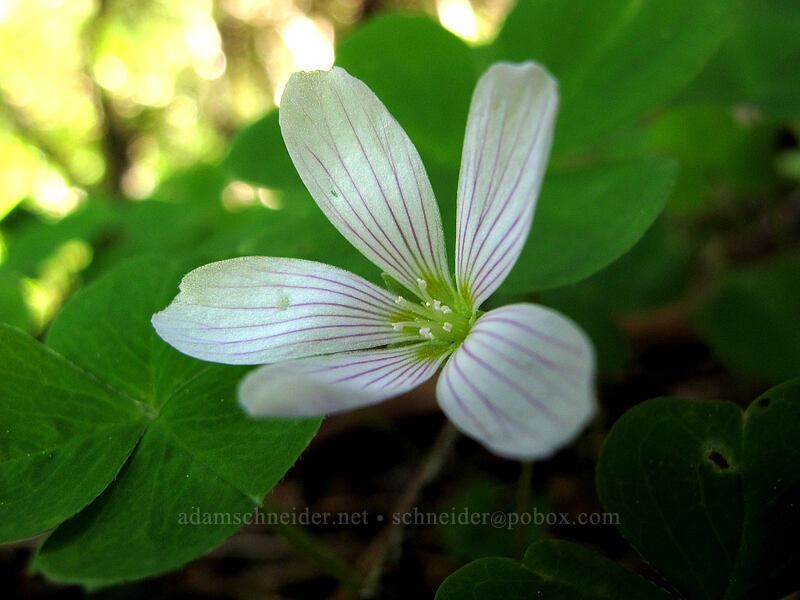 redwood sorrel (Oxalis oregana) [Saddle Mountain, Clatsop County, Oregon]