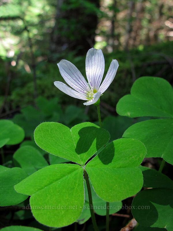 redwood sorrel (Oxalis oregana) [Saddle Mountain, Clatsop County, Oregon]