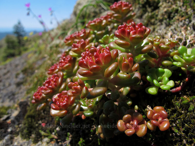 Oregon stonecrop (Sedum oreganum) [Saddle Mountain, Clatsop County, Oregon]