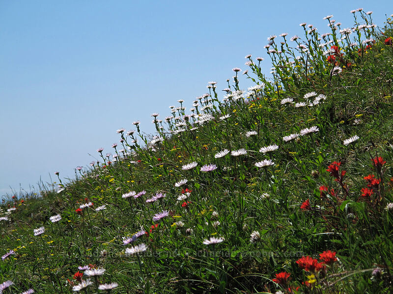 wildflowers [Saddle Mountain, Clatsop County, Oregon]