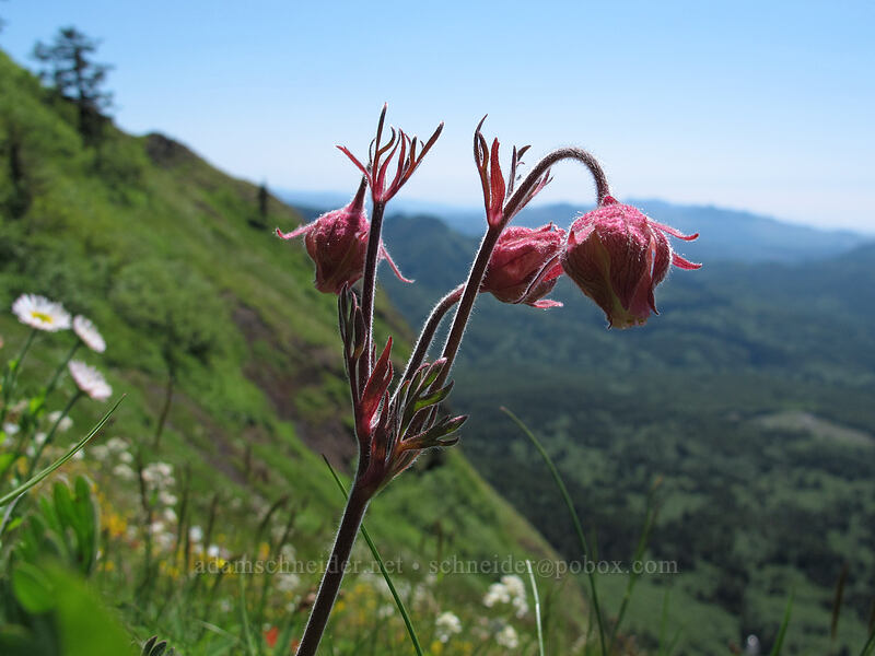 prairie smoke (Geum triflorum) [Saddle Mountain, Clatsop County, Oregon]