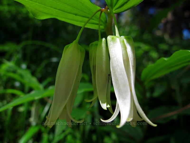 Smith's fairy bells (Prosartes smithii (Disporum smithii)) [Saddle Mountain, Clatsop County, Oregon]