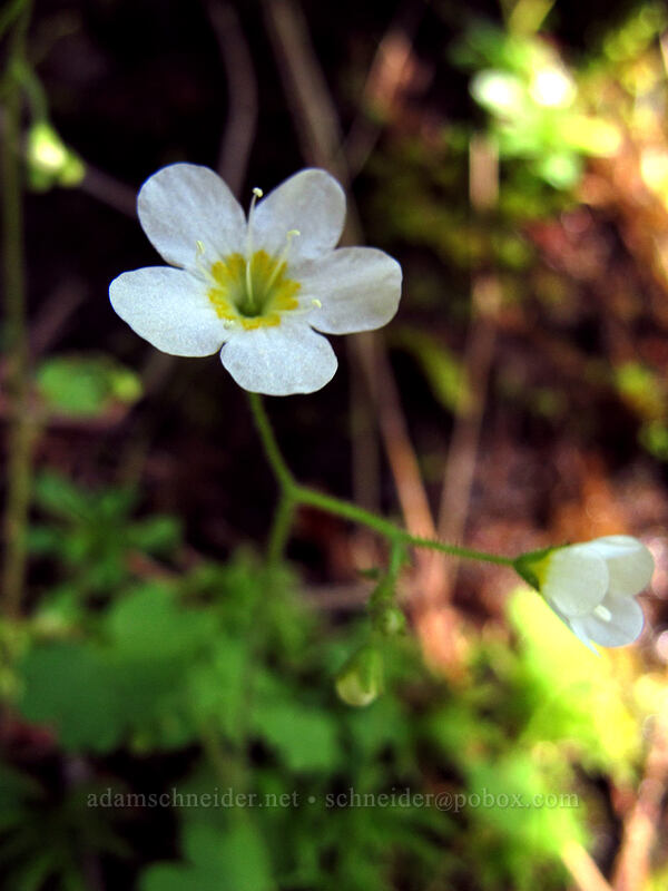 Sitka mistmaiden (Romanzoffia sitchensis) [Saddle Mountain, Clatsop County, Oregon]