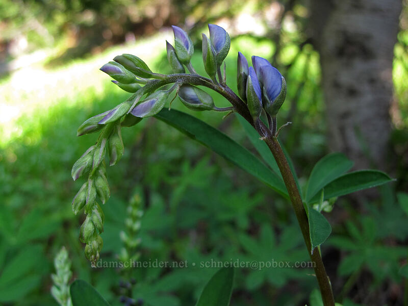 lupine buds (Lupinus latifolius) [PCT/Timberline Trail, Mt. Hood Wilderness, Clackamas County, Oregon]