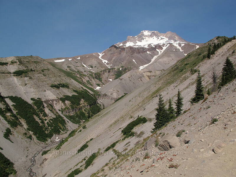 Mount Hood & Zigzag Canyon [PCT/Timberline Trail, Mt. Hood Wilderness, Clackamas County, Oregon]
