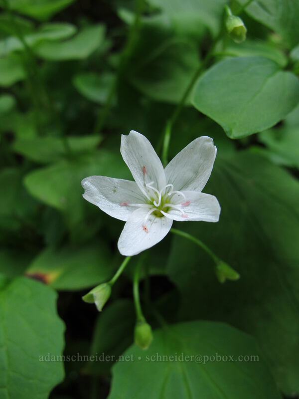 broad-leaf spring beauty (Claytonia cordifolia (Montia cordifolia)) [PCT/Timberline Trail, Mt. Hood Wilderness, Clackamas County, Oregon]
