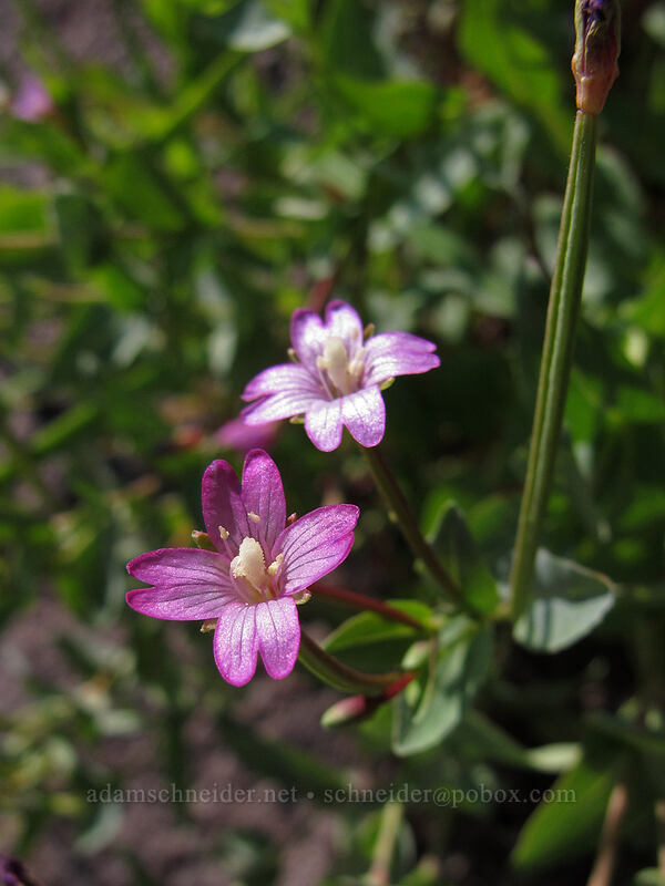 glaucous willow-herb (?) (Epilobium glaberrimum) [PCT/Timberline Trail, Mt. Hood Wilderness, Clackamas County, Oregon]