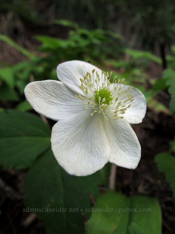 Columbia windflower (Anemone deltoidea (Anemonastrum deltoideum)) [PCT/Timberline Trail, Mt. Hood Wilderness, Clackamas County, Oregon]
