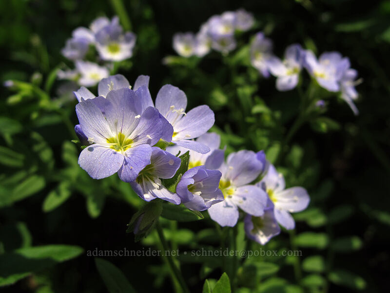 California Jacob's-ladder (Polemonium californicum) [Paradise Park Loop Trail, Mt. Hood Wilderness, Clackamas County, Oregon]