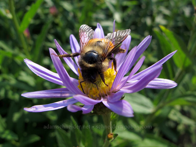 bumblebee on Cascade aster (Bombus sp., Doellingeria ledophylla (Eucephalus ledophyllus) (Aster ledophyllus)) [Paradise Park Loop Trail, Mt. Hood Wilderness, Clackamas County, Oregon]