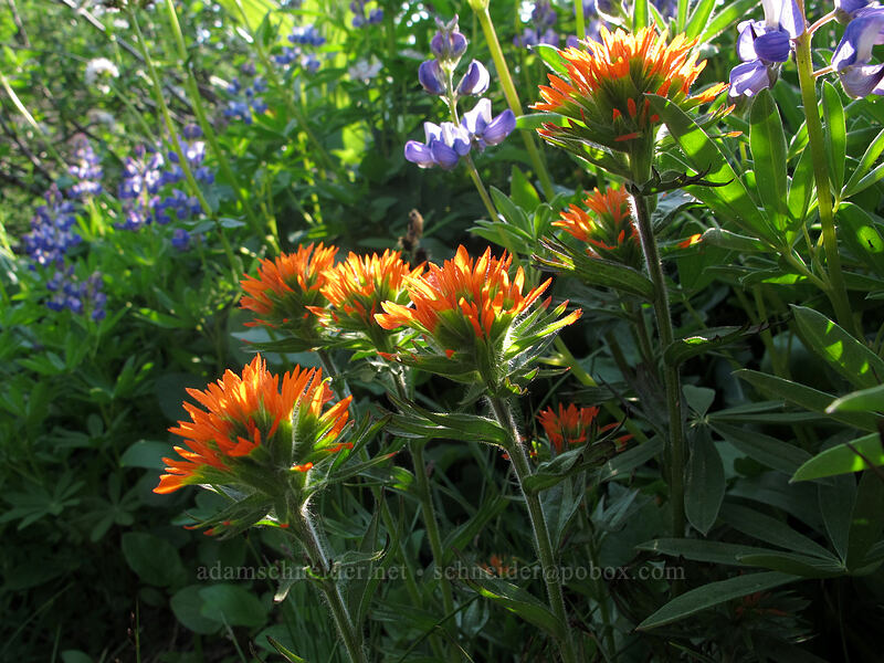 backlit paintbrush & lupines (Castilleja sp., Lupinus latifolius) [Paradise Park Loop Trail, Mt. Hood Wilderness, Clackamas County, Oregon]