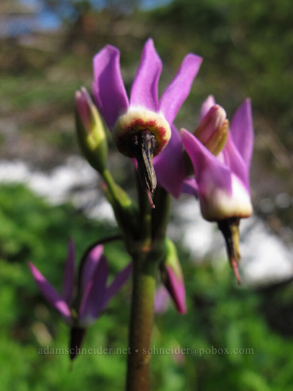 shooting stars (Dodecatheon jeffreyi (Primula jeffreyi)) [Paradise Park Loop Trail, Mt. Hood Wilderness, Clackamas County, Oregon]