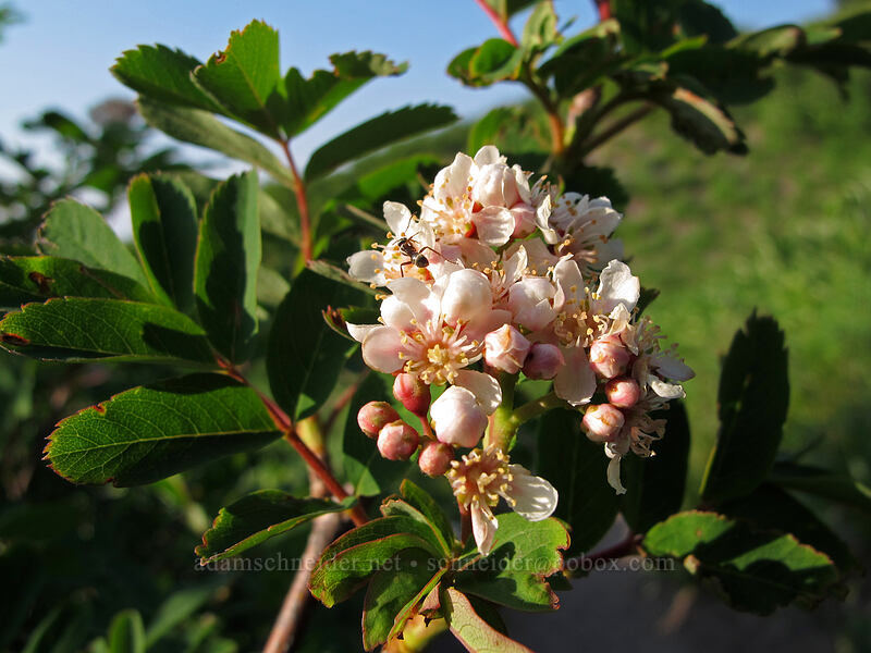 Sitka mountain-ash flowers (Sorbus sitchensis) [Paradise Park, Mt. Hood Wilderness, Clackamas County, Oregon]