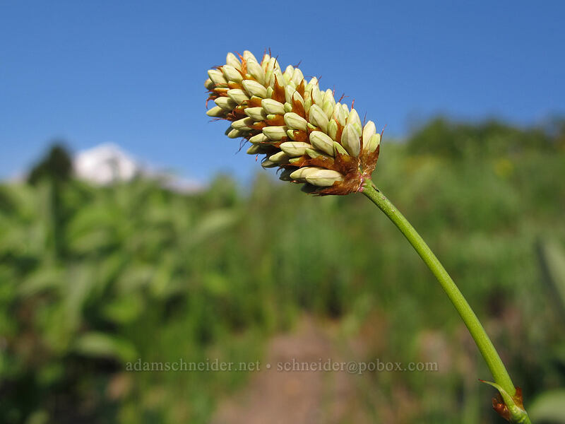 western bistort, budding (Bistorta bistortoides (Polygonum bistortoides)) [Paradise Park, Mt. Hood Wilderness, Clackamas County, Oregon]