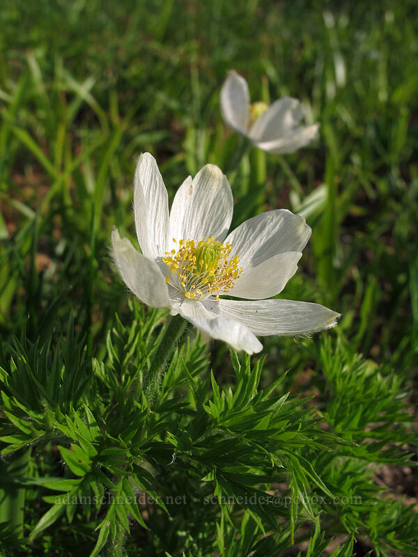 western pasqueflowers (Anemone occidentalis (Pulsatilla occidentalis)) [Paradise Park, Mt. Hood Wilderness, Clackamas County, Oregon]
