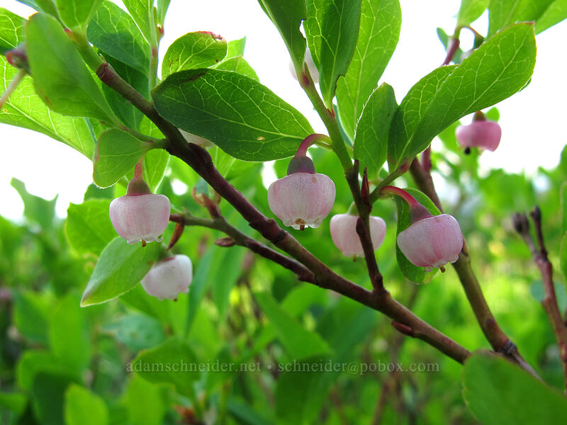 huckleberry flowers (Vaccinium sp.) [Paradise Park, Mt. Hood Wilderness, Clackamas County, Oregon]