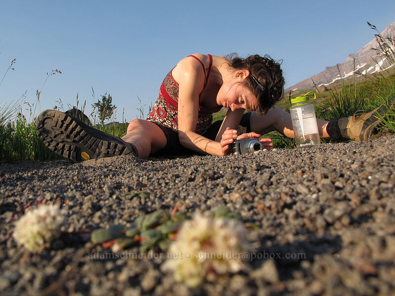 Tracy photographing pussypaws (Calyptridium umbellatum (Cistanthe umbellata)) [Paradise Park, Mt. Hood Wilderness, Clackamas County, Oregon]