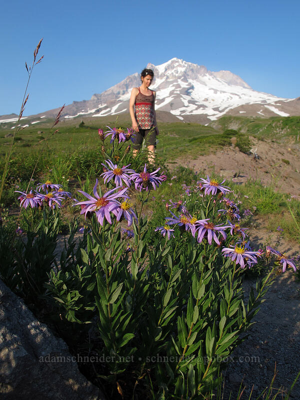 Tracy & asters (Doellingeria ledophylla (Eucephalus ledophyllus) (Aster ledophyllus)) [Paradise Park, Mt. Hood Wilderness, Clackamas County, Oregon]