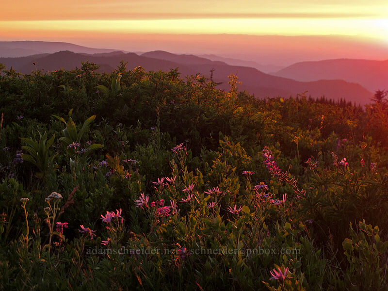 wildflowers at sunset [Paradise Park, Mt. Hood Wilderness, Clackamas County, Oregon]