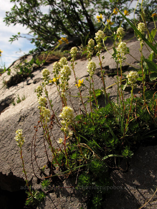 partridgefoot (Luetkea pectinata) [Paradise Park, Mt. Hood Wilderness, Clackamas County, Oregon]