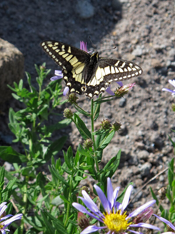 anise swallowtail butterfly on Cascade aster (Papilio zelicaon, Doellingeria ledophylla (Eucephalus ledophyllus) (Aster ledophyllus)) [Paradise Park, Mt. Hood Wilderness, Clackamas County, Oregon]