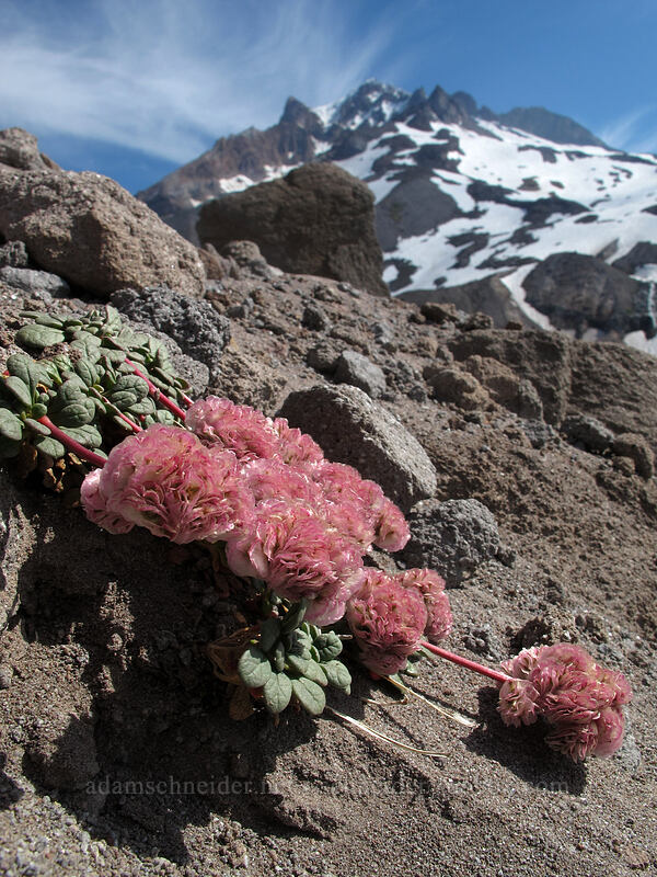 Mt. Hood pussypaws (Calyptridium umbellatum (Cistanthe umbellata)) [above Paradise Park, Mt. Hood Wilderness, Clackamas County, Oregon]