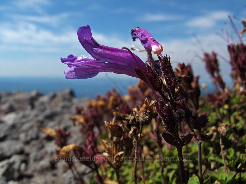 Davidson's penstemon (Penstemon davidsonii) [above Zigzag Canyon, Mt. Hood Wilderness, Clackamas County, Oregon]