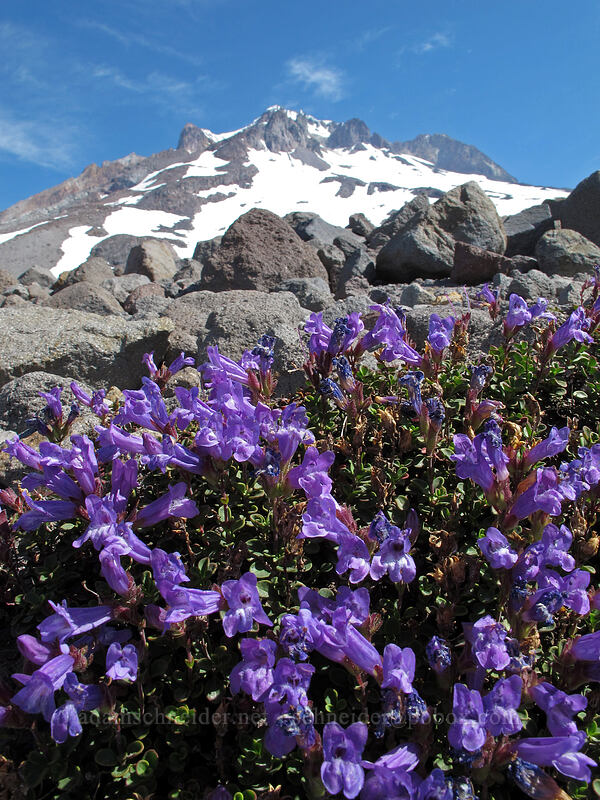 Davidson's penstemon (Penstemon davidsonii) [above Zigzag Canyon, Mt. Hood Wilderness, Clackamas County, Oregon]